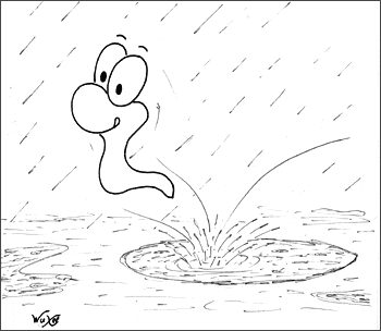 Regenwuxel