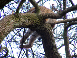 [Foto Wildkatze im Baum]